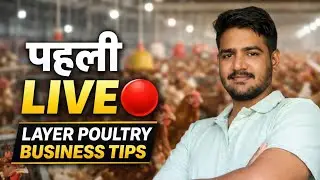 Layer Poultry Expert &ndash; Farming Tips & Business Guide