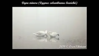Cigno Minore (Cygnus columbianus bewickii)