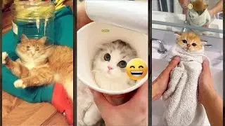 Cute Kittens 😾 Cat Fight 🐈&zwj;⬛ #HelloKittyCats #7695