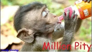 Million Cry Pity Poor Baby Carlino Hungry Milk Look Like Starvation! Poor Orphan Baby Carlino Hungry