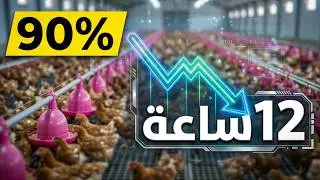 الإضاءة والتغذية لفراخ البياض من عمر يوم ٧ اسابيع وحتى 12 أسبوع | أسرار النمو السليم الفيديو الثانى