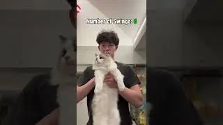 How many times can I swing my cat? #cat #catlovers #cutecat #funnycats #shorts #cats