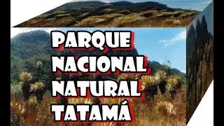 Fauna end&eacute;mica de los Andes en el Parque Nacional Natural Tatam&aacute;