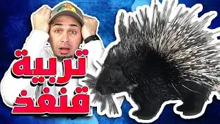 طريقة تربية قنفذ وكل شي بتحتاجه للعناية فيه - Porcupine Care Routine