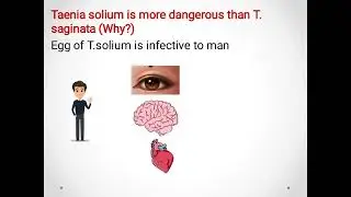 Taenia saginata (Beef tapeworm) & Taenia solium (pork tapeworm) ديدان اللحم الشريطية