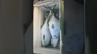 Limit of Huge pompanos! #surffishing #pompano #slabs