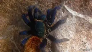 Tarantula Feeding Video: Spiders-N-Inverts #10