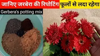 जानिए जरबेरा की रिपोटिंग | सर्दीभर ढेरों फूल खिलेंगे | Gerbera Daisy Repoting,Care,Tips