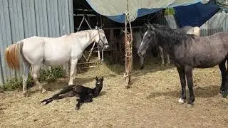 Colt Lipizzan Favory Favory Maestoso