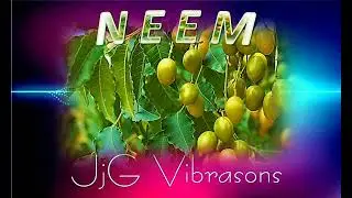 Anime ton corps avec le neem de NIMBA l'arbre sacré