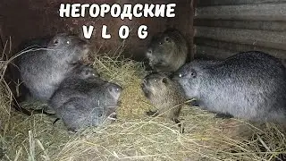 Снежный апокалипсис на Кубани. Как зимуют НУТРИИ. 29.12.25