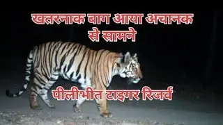 बाघ ने डरा दिया पीलीभीत टाइगर रिजर्व 3/2/2025I|  Live Tiger|| Subscribe Like & Share||
