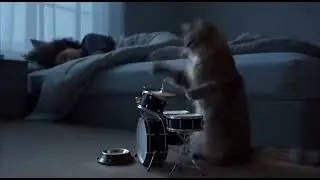 Esque&ccedil;a o galo cantando, aqui &eacute; na base do Rock! 🎸🐱 #shorts