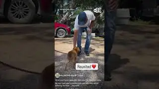 Emotional reunion between families and their pets after deadly flooding