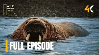Seals - [ Full Episode ] | All Animals Documentaries |