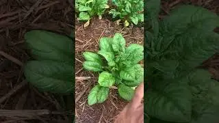 HARVEST SPINACH LEAVES SO IT KEEPS GROWING #spinach #growyourownfood ￼