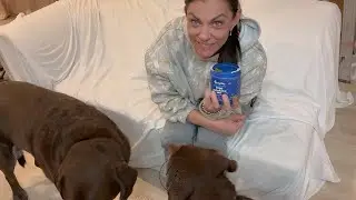 Amazon Pet Products / Zesty Paws Senior Dog 11 in 1 Multivitamin Treats / Just what my dogs need!
