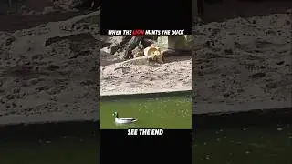 Tiger Gets Fooled, Lion Gets the Feast! #trending #animals #wildlife #lion #tiger #shorts