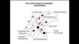 THE STRUCTURE OF AMOEBA INTESTINAL #english #viralvideo #education