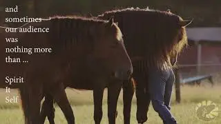 This is the True story of two Wild Mustangs of the I AM HERD Mustang Sanctuary
