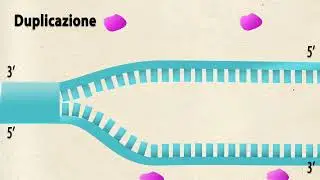 Come avviene la duplicazione del DNA? (tratto da Scopriamo la biologia)