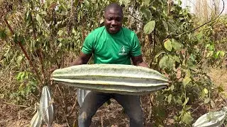 Le l&eacute;gume vert &agrave; feuilles le plus puissant d'Afrique