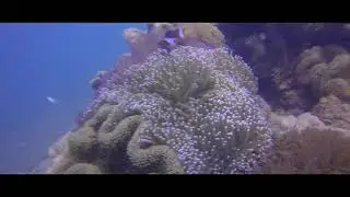 Sabah Diving
