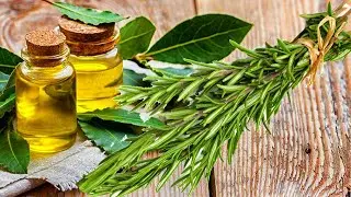 El ACEITE DE OLIVA con LAUREL y ROMERO🌿 Elimina el dolor en las articulaciones y los huesos💪🏻 RECETA