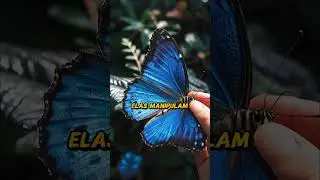 🔵 A cor azul quase n&atilde;o existe na natureza &mdash; ela &eacute; ilus&atilde;o  #curiosidades
