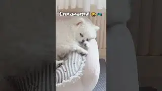 Me after 5 minutes of 'Productive' work 😴💤