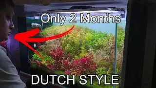 Maintenance on a 3ft DUTCH STYLE Aquascape | CINEMATIC | 4K