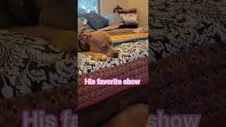 #caught #him #WatChing #tv #documentary #dog #shorts #apbt #bully #xlbully #fyp #xlpitbull #pitbull