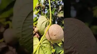 Air Potato | Dioscorea Bulbifera | Balli Alugadde