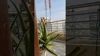 Ma inti mundu nature #like #subscribe #share