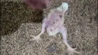 Broiler chick lamness issue | Broiler on legs #broiler #broilerchickenfarming #chicken #meat #viral 