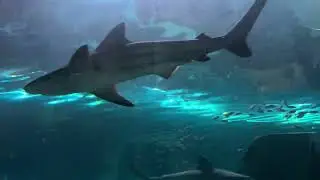Shark Lagoon