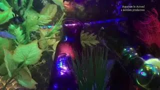 #FishDrone ambient drone /Dronerock music mix Aquarium In Action! relaxing video fishtank mollyfish