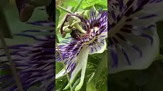 A bee 🐝 in a flower passion - Abelha numa flor de maracuj&aacute;2