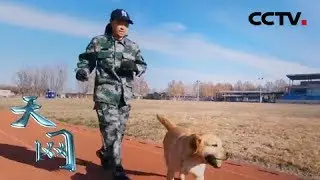 《天网》警犬成长记：警花与警犬  | CCTV社会与法