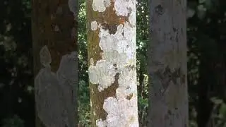 Tree capped with Crustose Lichens | #lichen #shorts #youtubeshorts #tree #simbiosis #relationship