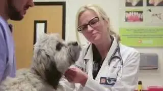Banfield Pet Hospital - Stark&rsquo;s Story on CBS's Lucky Dog