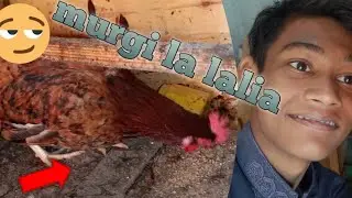 Alhamdullilah murgi la lalia|| subhanallah