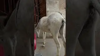 Donkey hot back🥵#donkey #animals #brazil #nothingimposibleinthisworld#bull
