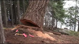 Dangerous Biggest Tree Cutting | Tree Harvesting Machine Heavy Equipment | tree shredder machine