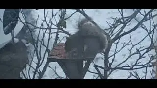 Squirrel eating seeds