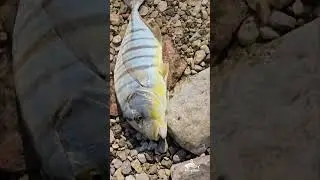 Shore casting in Bahrain using ultra light setup from Rodandreels