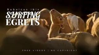 Cattle Egrets Surfing Sheep in 4K | Free No-Copyright Nature Videos