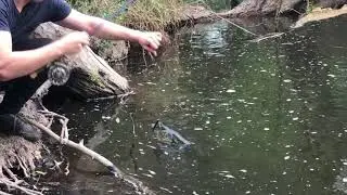 Cod fishing near Corryong, Victoria