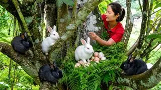 Harvesting A Lot Of Big Rabbit and Collect Eggs in the Forest - Go to Countryside Market Sell