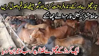 Hafiz Mushtarqa Cattle Farm Big Project | Sale Bachary and Kattay With Cash Payment | Calves Farming